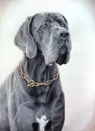 Portrait du Dogue Allemand Bleu ralis au crayon de couleur